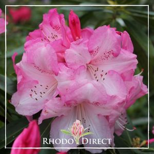 Products: Rhododendron Candy Ice