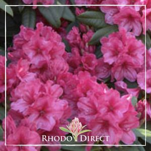 Products: Rhododendron Cary Ann