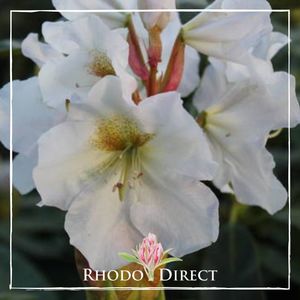 Products: Rhododendron County of York
