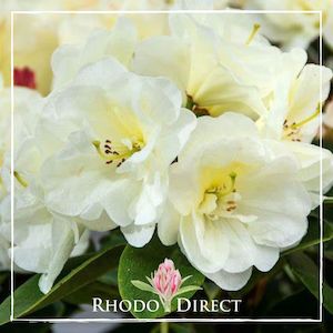 Rhododendron Creamy Chiffon