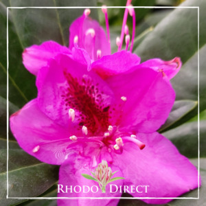 Products: Rhododendron Anah Kruschke