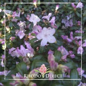 Rhododendron Dalkeith