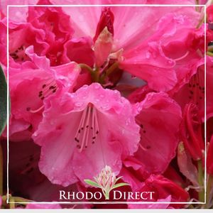 Rhododendron Dame Nellie Melba