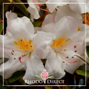 Products: Rhododendron Danella