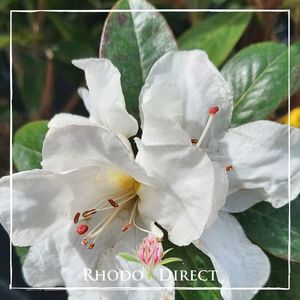 Rhododendron Dendricola