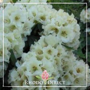 Products: Rhododendron Devonshire Cream