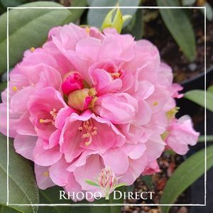 Products: Rhododendron Doc