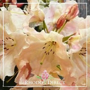 Products: Rhododendron Donald Palmer