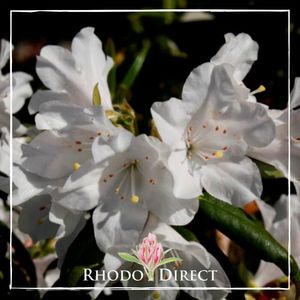 Products: Rhododendron Dora Amateis
