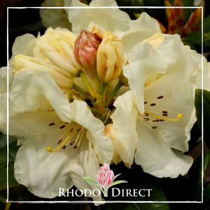 Products: Rhododendron Gandy Dancer - RhodoDirect: Rhododendrons Online