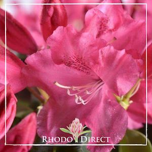 Rhododendron Gartendirektor Glocker - RhodoDirect: Rhododendrons Online
