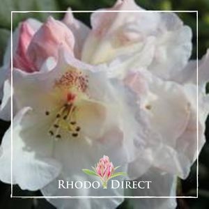Products: Rhododendron Gartendirektor Reiger - RhodoDirect: Rhododendrons Online