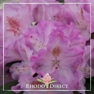 Rhododendron Gaustin - RhodoDirect: Rhododendrons Online