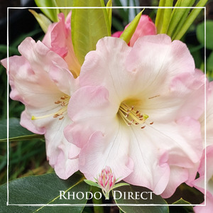 Products: Rhododendron Georges Delight - RhodoDirect: Rhododendrons Online
