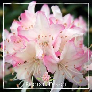 Rhododendron Ginny Gee - RhodoDirect: Rhododendrons Online