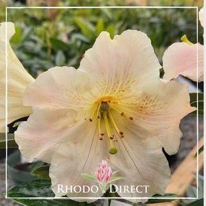 Products: Rhododendron Gold Finger - RhodoDirect: Rhododendrons Online