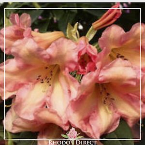 Rhododendron Golden Belle - RhodoDirect: Rhododendrons Online