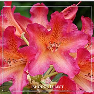 Rhododendron Golden Gate - RhodoDirect: Rhododendrons Online