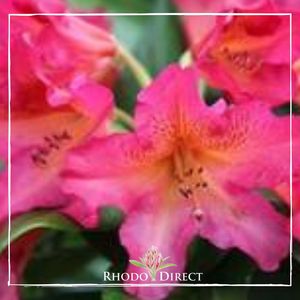 Products: Rhododendron Golden Pheasant - RhodoDirect: Rhododendrons Online