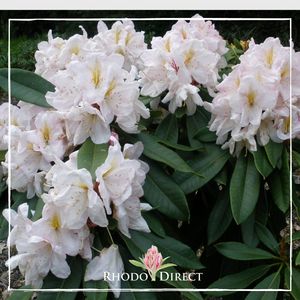 Products: Rhododendron James Burchett - RhodoDirect: Rhododendrons Online