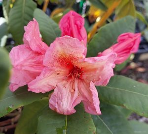 Rhododendron Jane Rogers - RhodoDirect: Rhododendrons Online