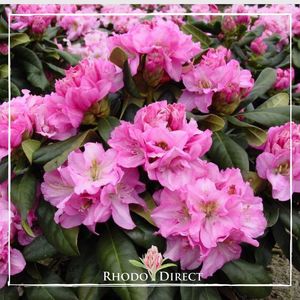 Products: Rhododendron Janet Blair - RhodoDirect: Rhododendrons Online