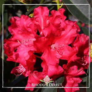 Products: Rhododendron Jean Marie de Montague - RhodoDirect: Rhododendrons Online