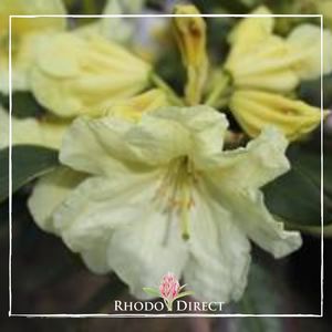 Products: Rhododendron Jeff - RhodoDirect: Rhododendrons Online