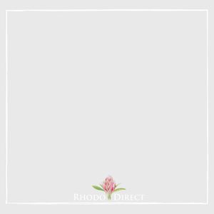 Rhododendron Jennie Dosser - RhodoDirect: Rhododendrons Online