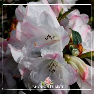 Rhododendron John Bull - RhodoDirect: Rhododendrons Online