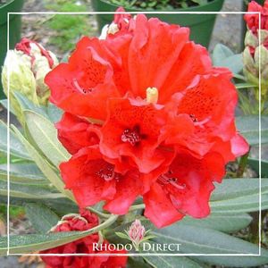 Rhododendron Johnny Bender - RhodoDirect: Rhododendrons Online