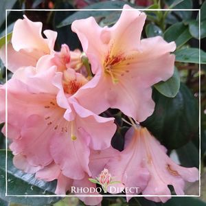 Rhododendron Johns Memory - RhodoDirect: Rhododendrons Online