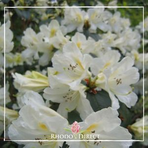 Products: Rhododendron Johnstoneanum - RhodoDirect: Rhododendrons Online