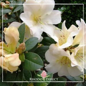 Rhododendron Johnstoneanum Ken Burns - RhodoDirect: Rhododendrons Online