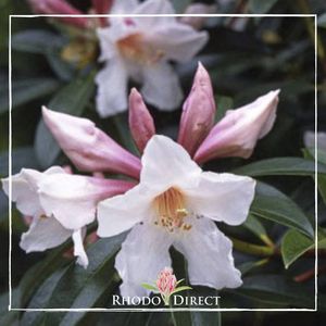 Rhododendron Kotuku - RhodoDirect: Rhododendrons Online
