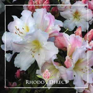 Rhododendron Maddenii - RhodoDirect: Rhododendrons Online