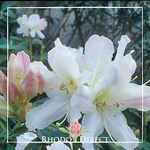 Rhododendron Maddenii x ciliicalyx - RhodoDirect: Rhododendrons Online