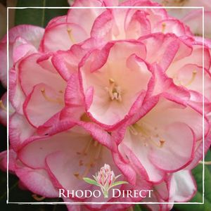 Products: Rhododendron Manda Sue - RhodoDirect: Rhododendrons Online
