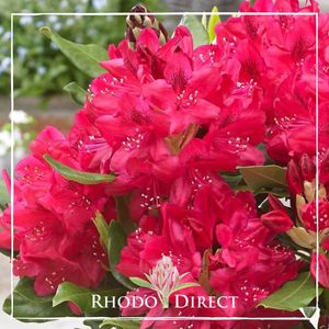 Products: Rhododendron Mandalay - RhodoDirect: Rhododendrons Online