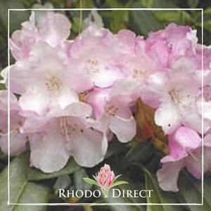 Rhododendron Mardi Gras - RhodoDirect: Rhododendrons Online