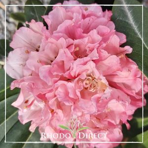 Rhododendron Marion Street - RhodoDirect: Rhododendrons Online