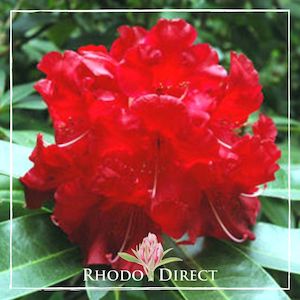 Rhododendron Markeetas Flame - RhodoDirect: Rhododendrons Online