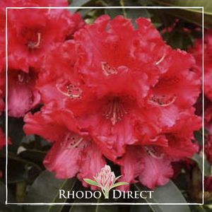 Products: Rhododendron Markeetas Prize - RhodoDirect: Rhododendrons Online