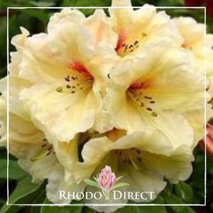 Products: Rhododendron Papaya Punch - RhodoDirect: Rhododendrons Online