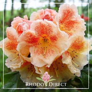 Rhododendron Paprika Spiced - RhodoDirect: Rhododendrons Online