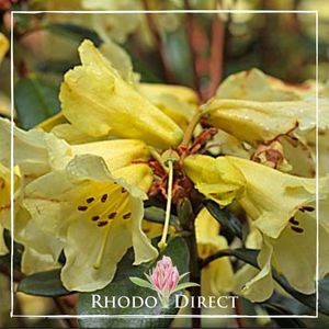 Products: Rhododendron Parisienne Improved - RhodoDirect: Rhododendrons Online
