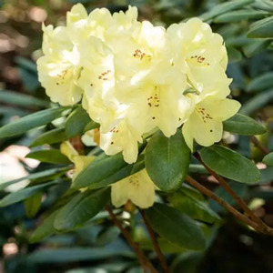 Rhododendron Patty B - RhodoDirect: Rhododendrons Online
