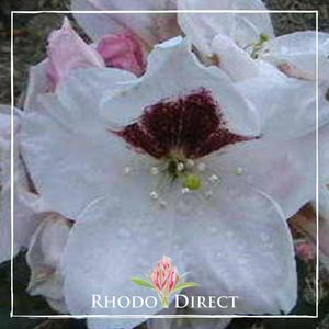 Products: Rhododendron Peeping Tom - RhodoDirect: Rhododendrons Online