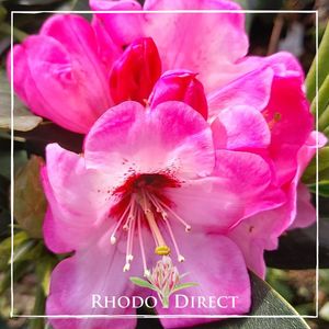 Products: Rhododendron Peggie Roberts - RhodoDirect: Rhododendrons Online
