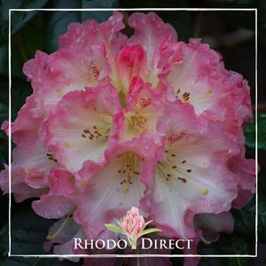 Rhododendron Petticoat Lane - RhodoDirect: Rhododendrons Online